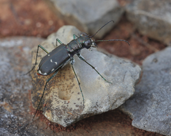 Cicindela rufiventris